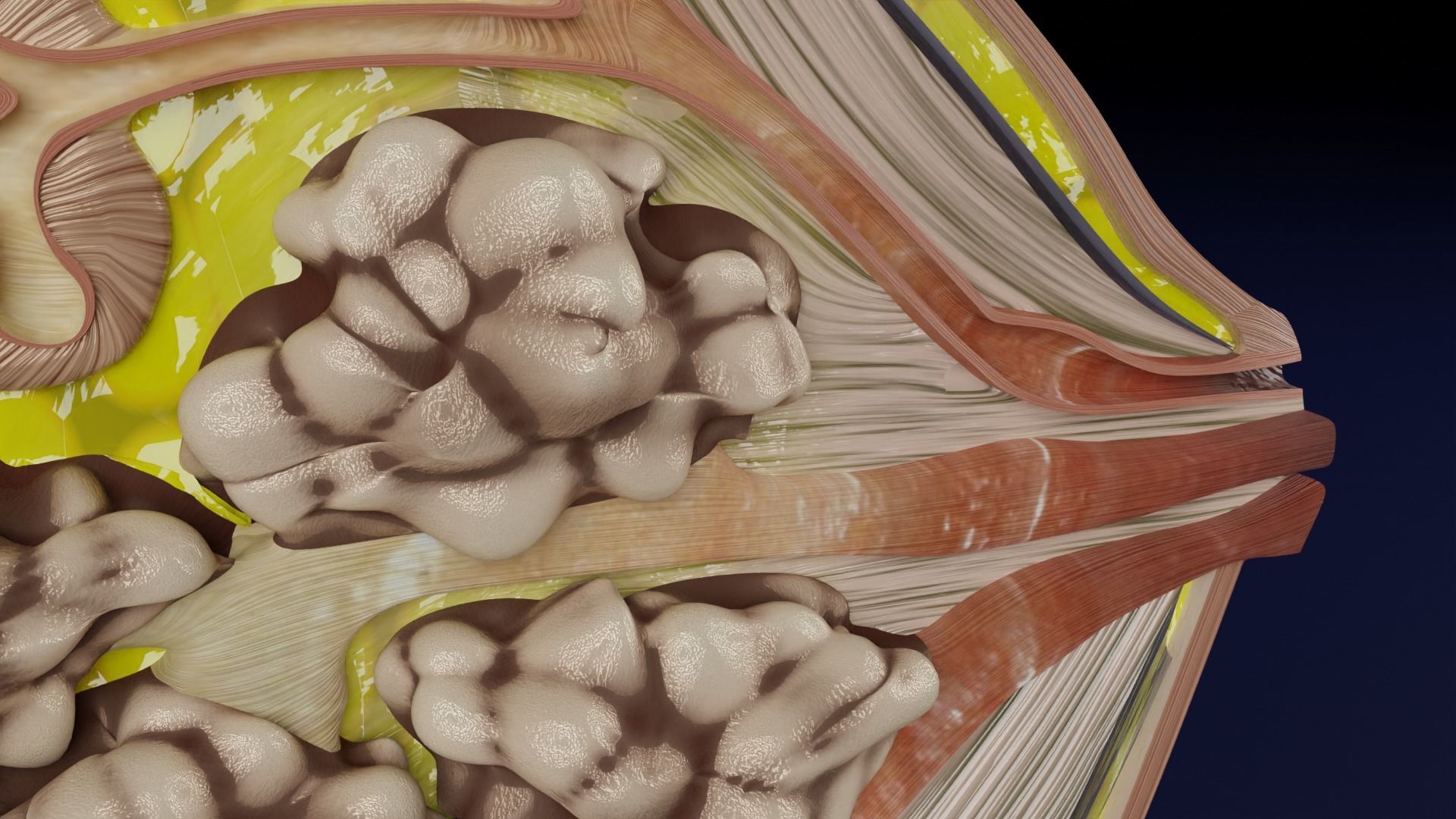 Breast anatomy histology detailed labelled precise to scale 3D model_13