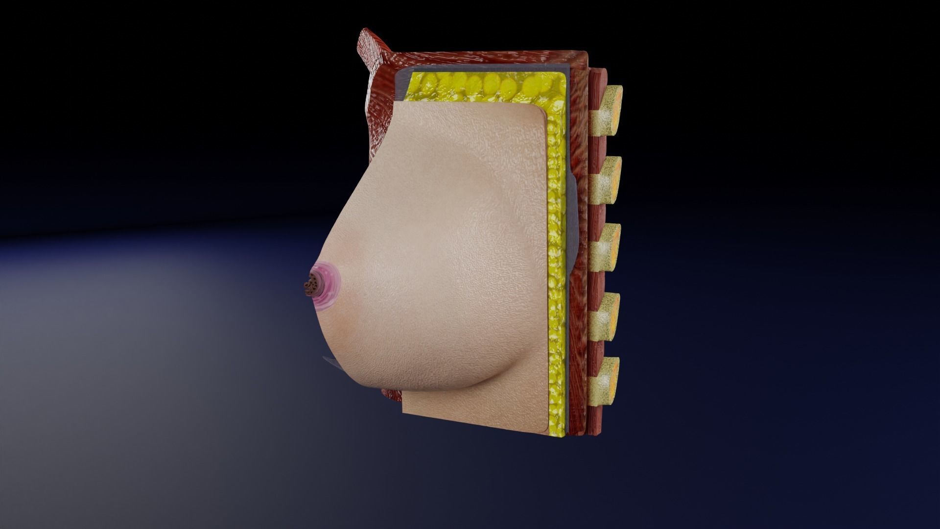 Breast anatomy histology detailed labelled precise to scale 3D model_24