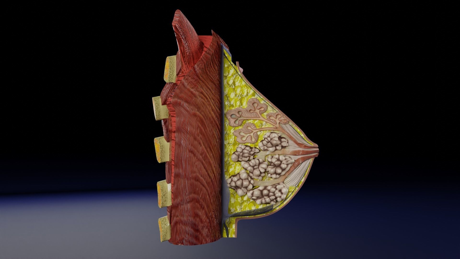 Breast anatomy histology detailed labelled precise to scale 3D model_30