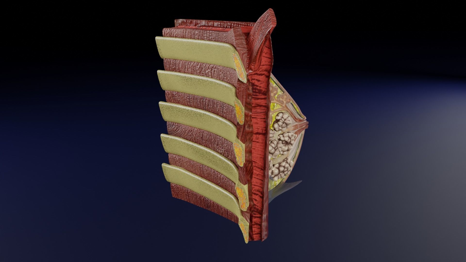 Breast anatomy histology detailed labelled precise to scale 3D model_26