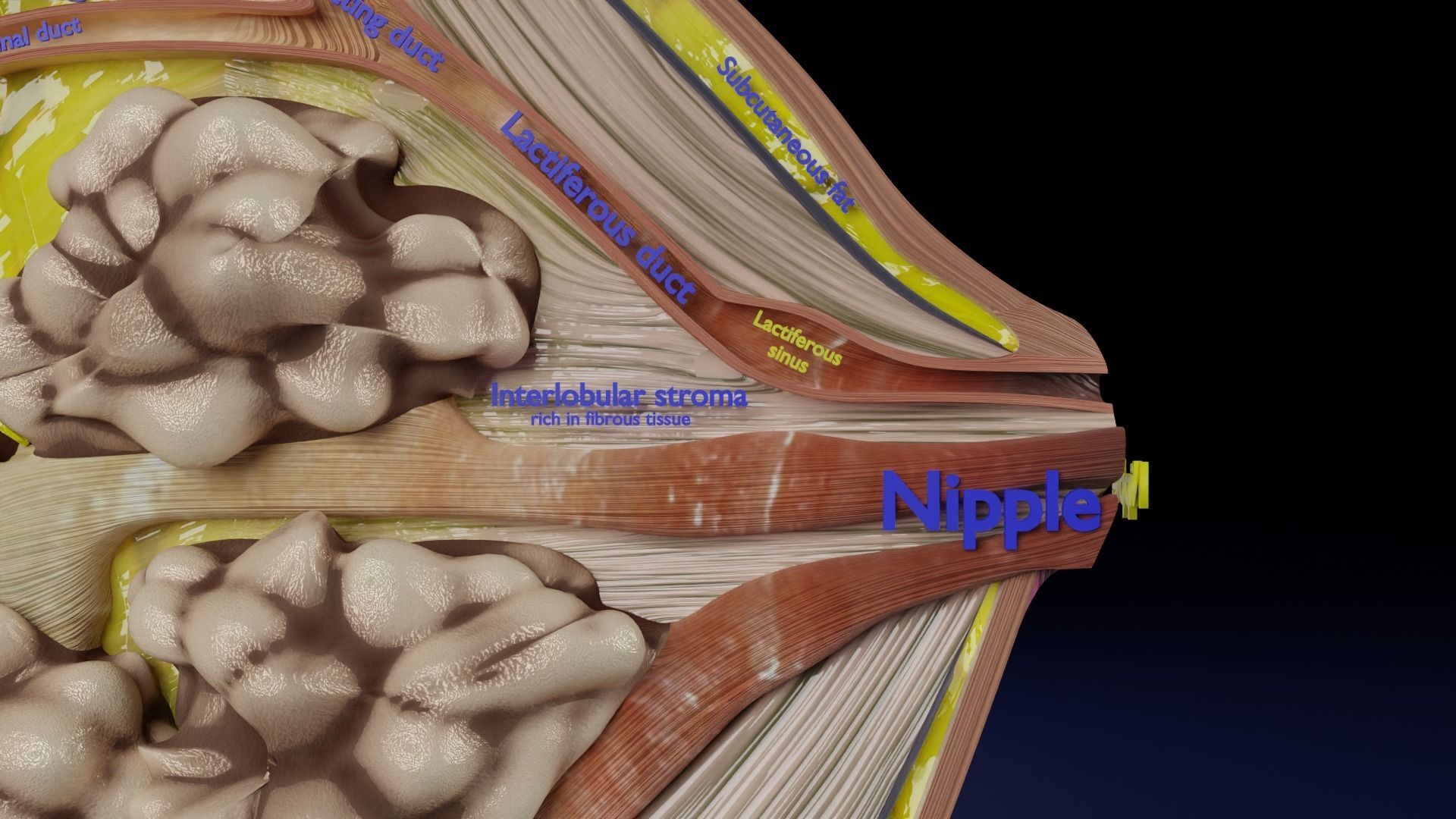 Breast anatomy histology detailed labelled precise to scale 3D model_32