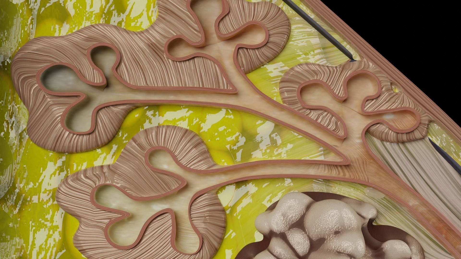 Breast anatomy histology detailed labelled precise to scale 3D model_21