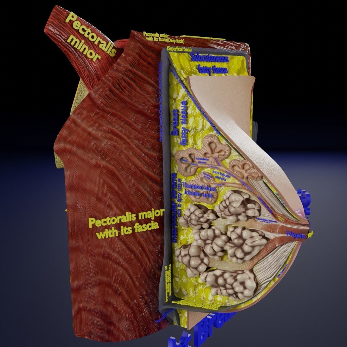 Breast anatomy histology detailed labelled precise to scale 3D model_5