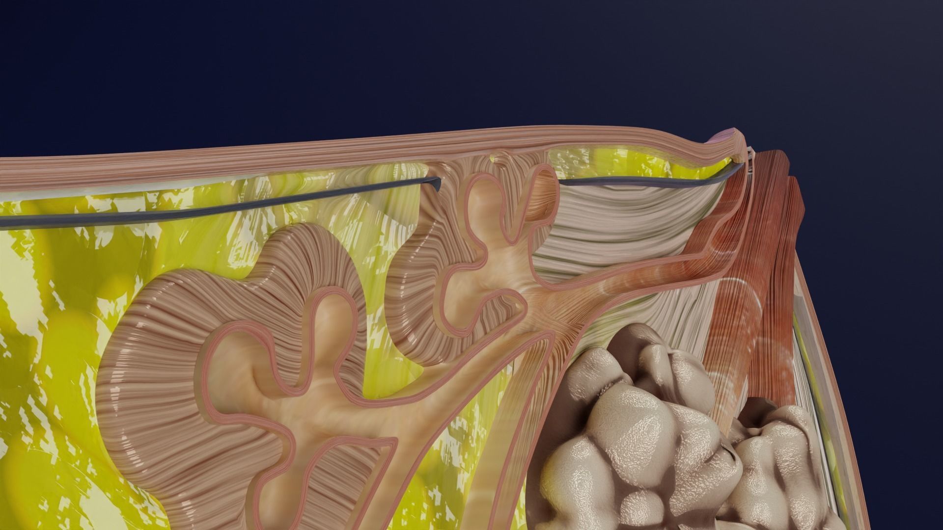 Breast anatomy histology detailed labelled precise to scale 3D model_12