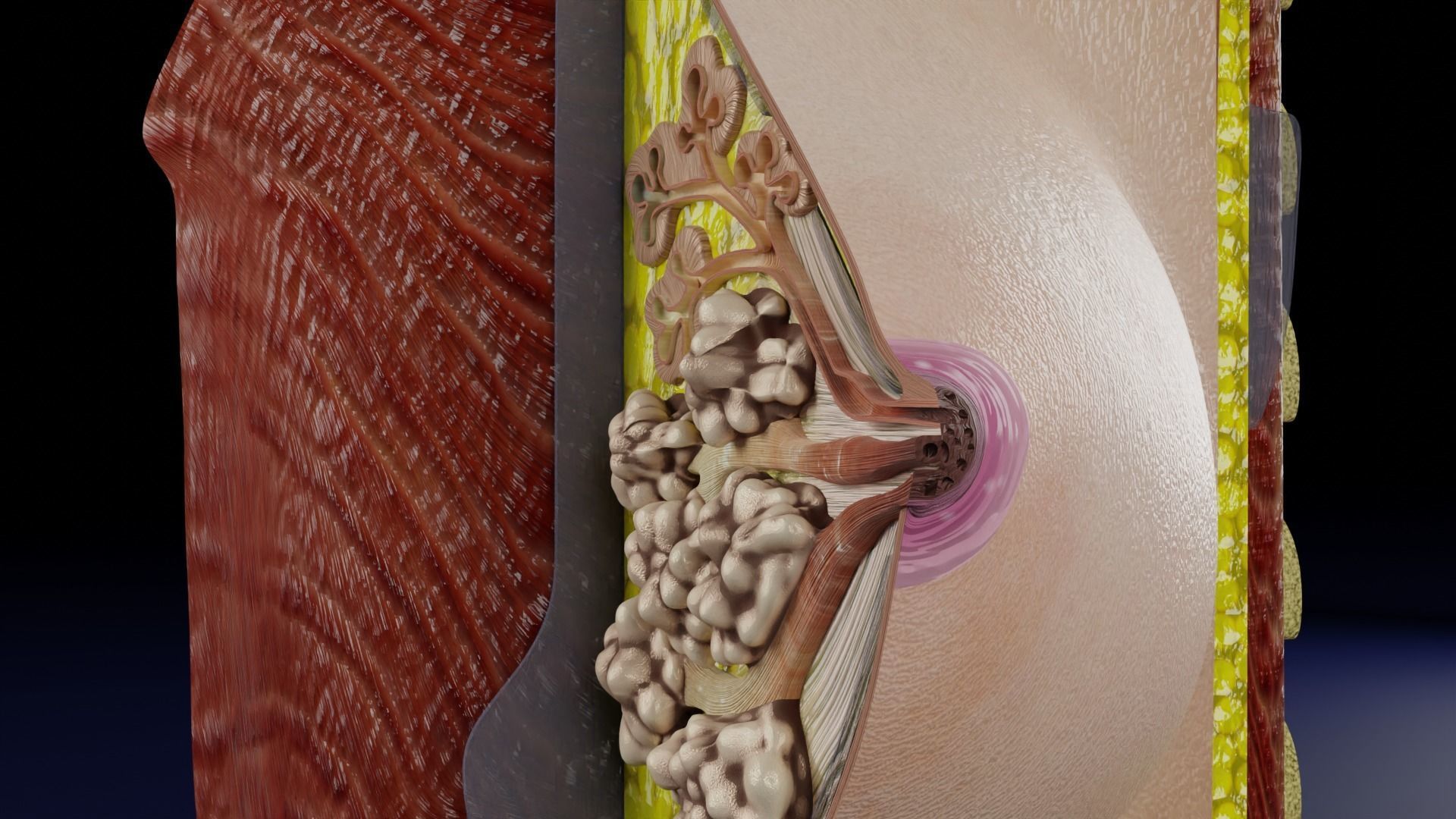 Breast anatomy histology detailed labelled precise to scale 3D model_2
