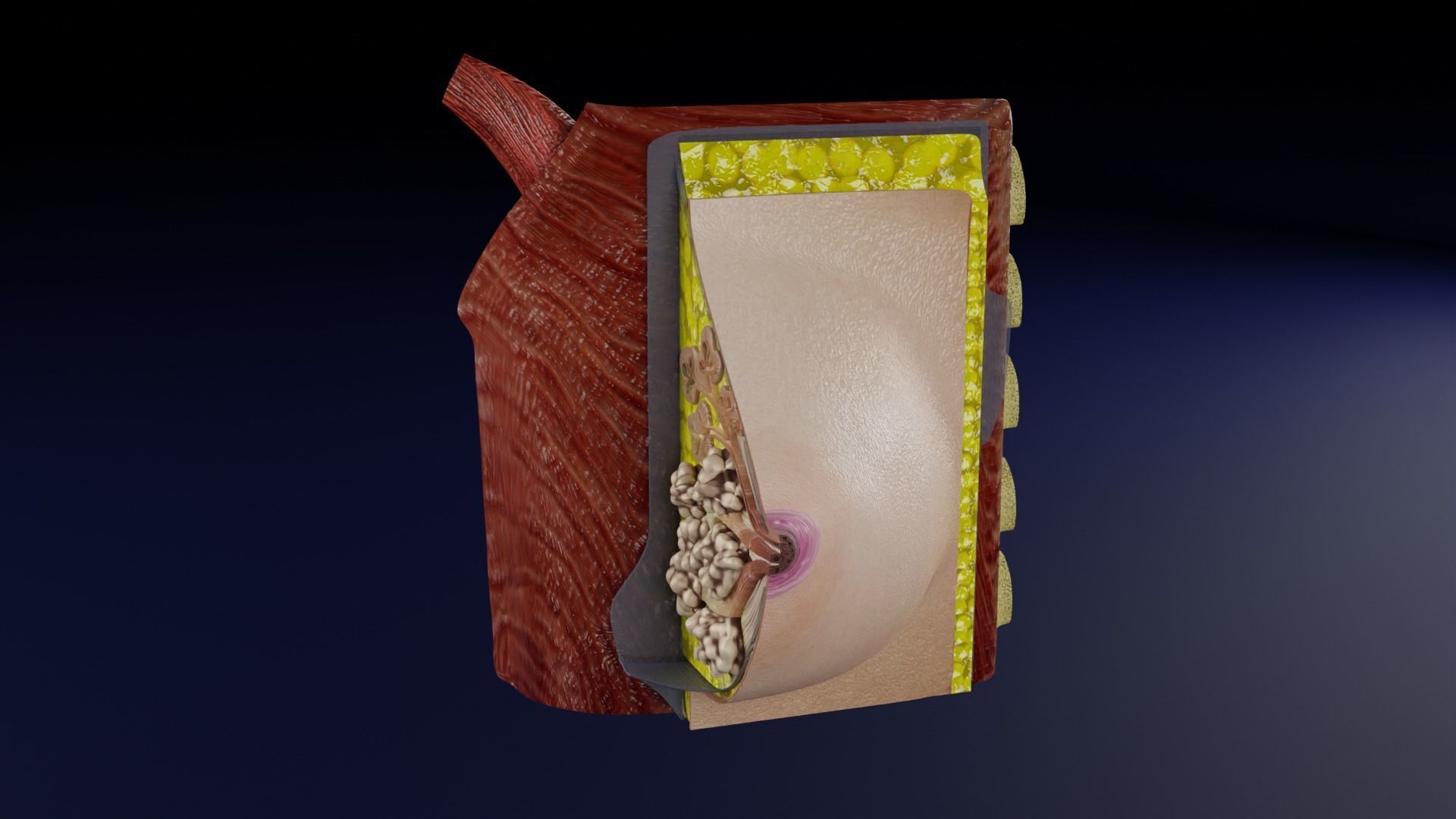 Breast anatomy histology detailed labelled precise to scale 3D model_31