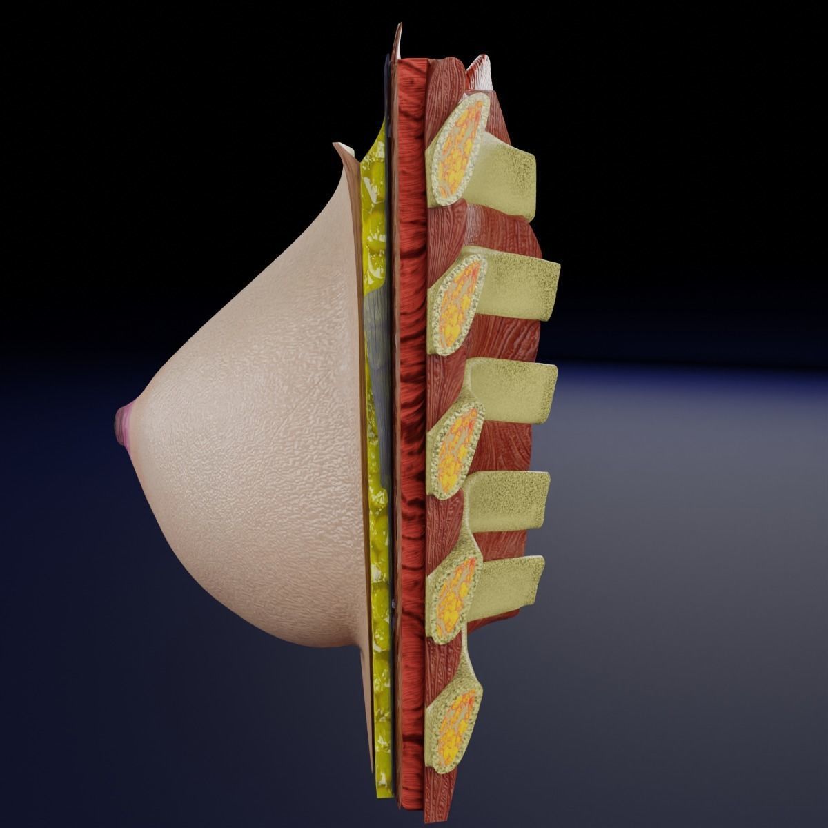 Breast anatomy histology detailed labelled precise to scale 3D model_28