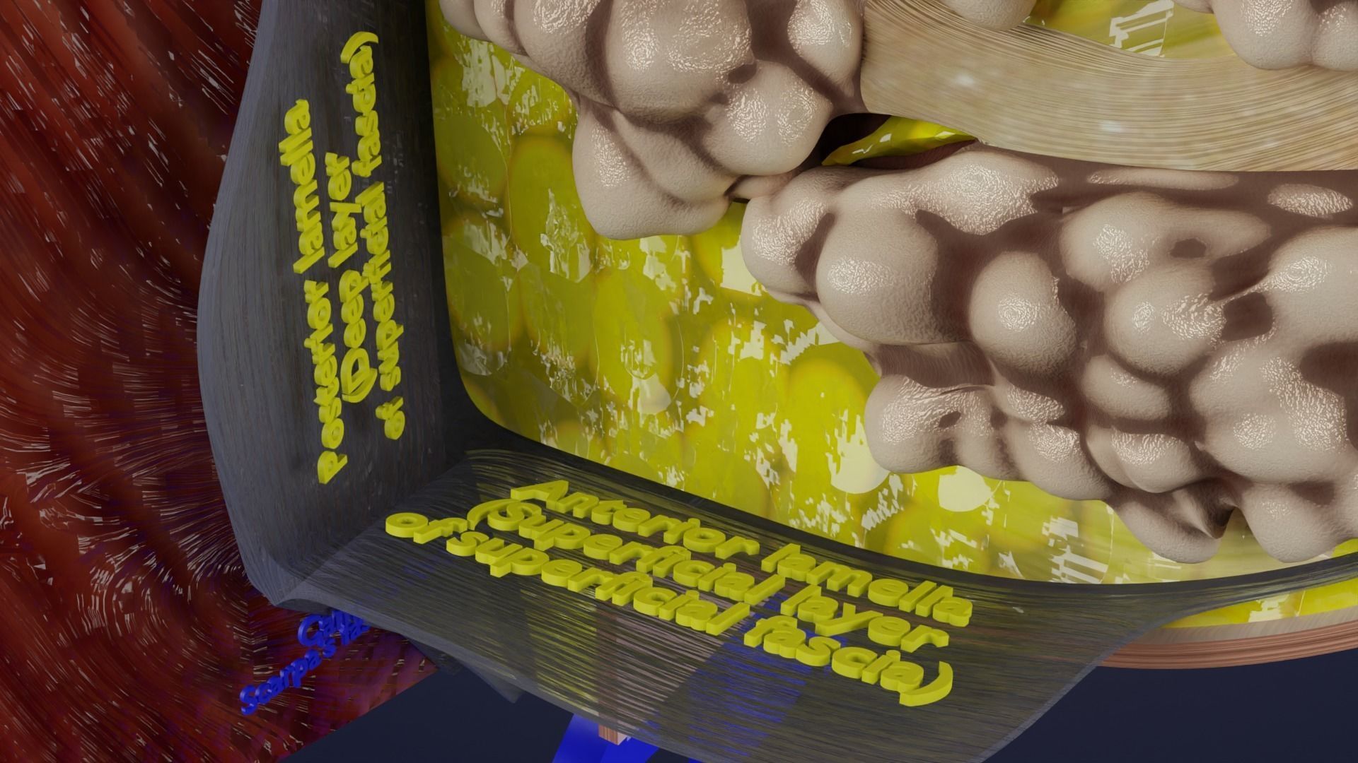 Breast anatomy histology detailed labelled precise to scale 3D model_7