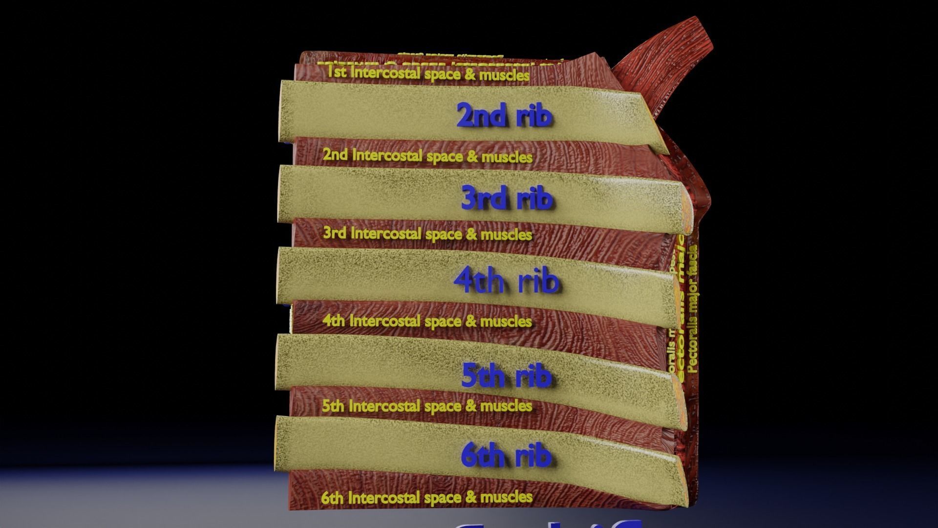 Breast anatomy histology detailed labelled precise to scale 3D model_10