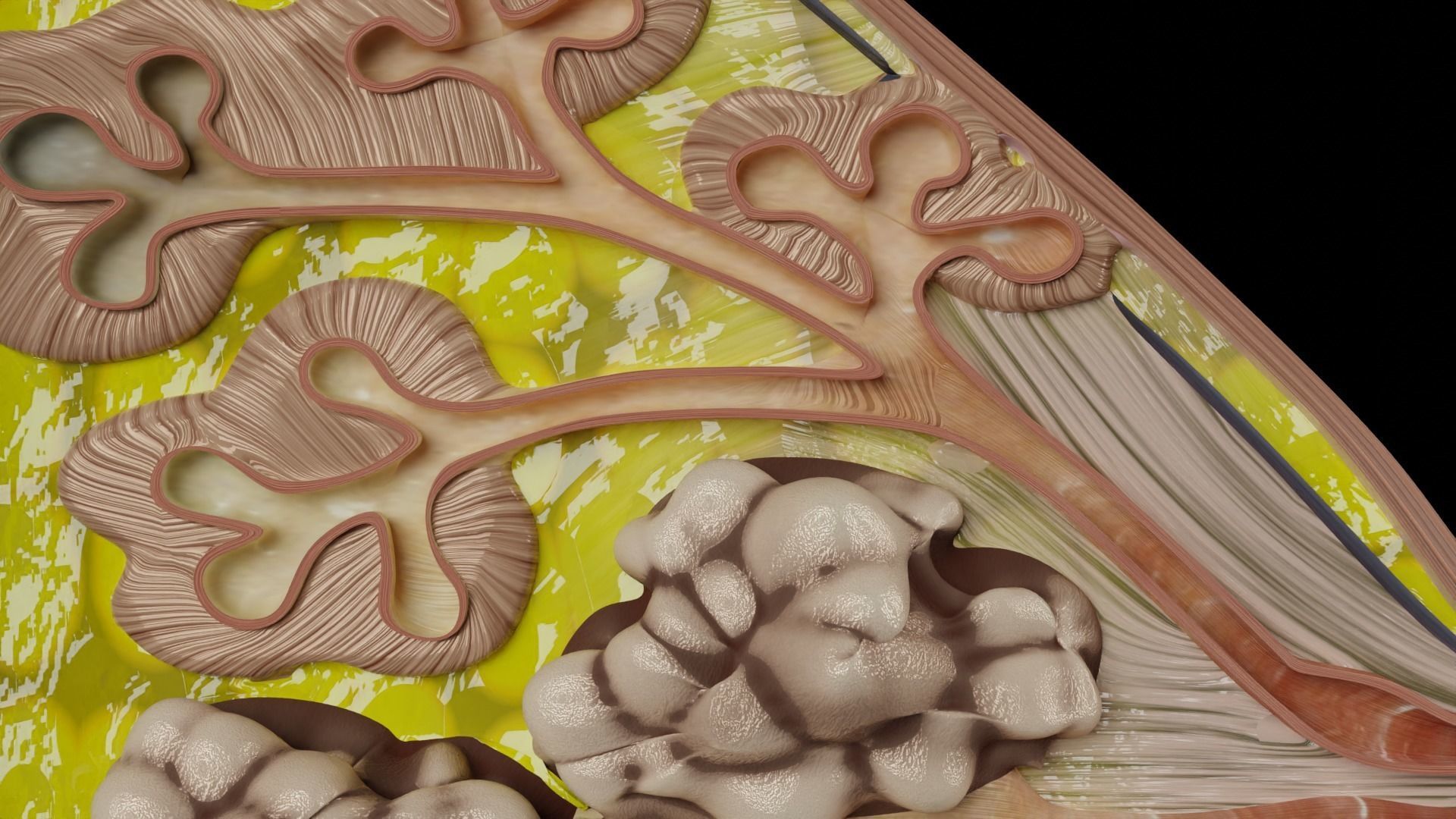 Breast anatomy histology detailed labelled precise to scale 3D model_23