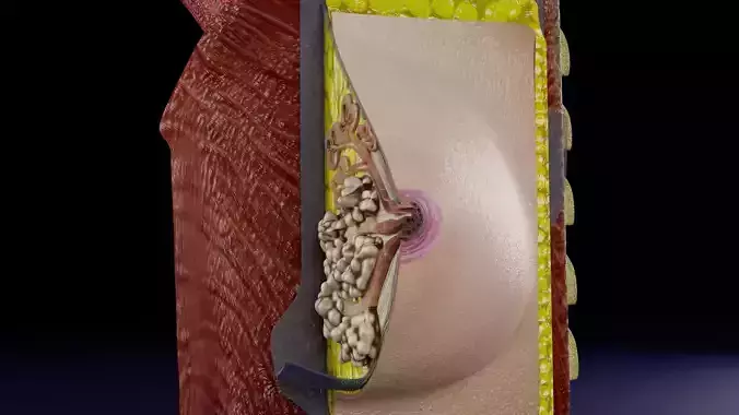 Breast anatomy histology detailed labelled precise to scale 3D model