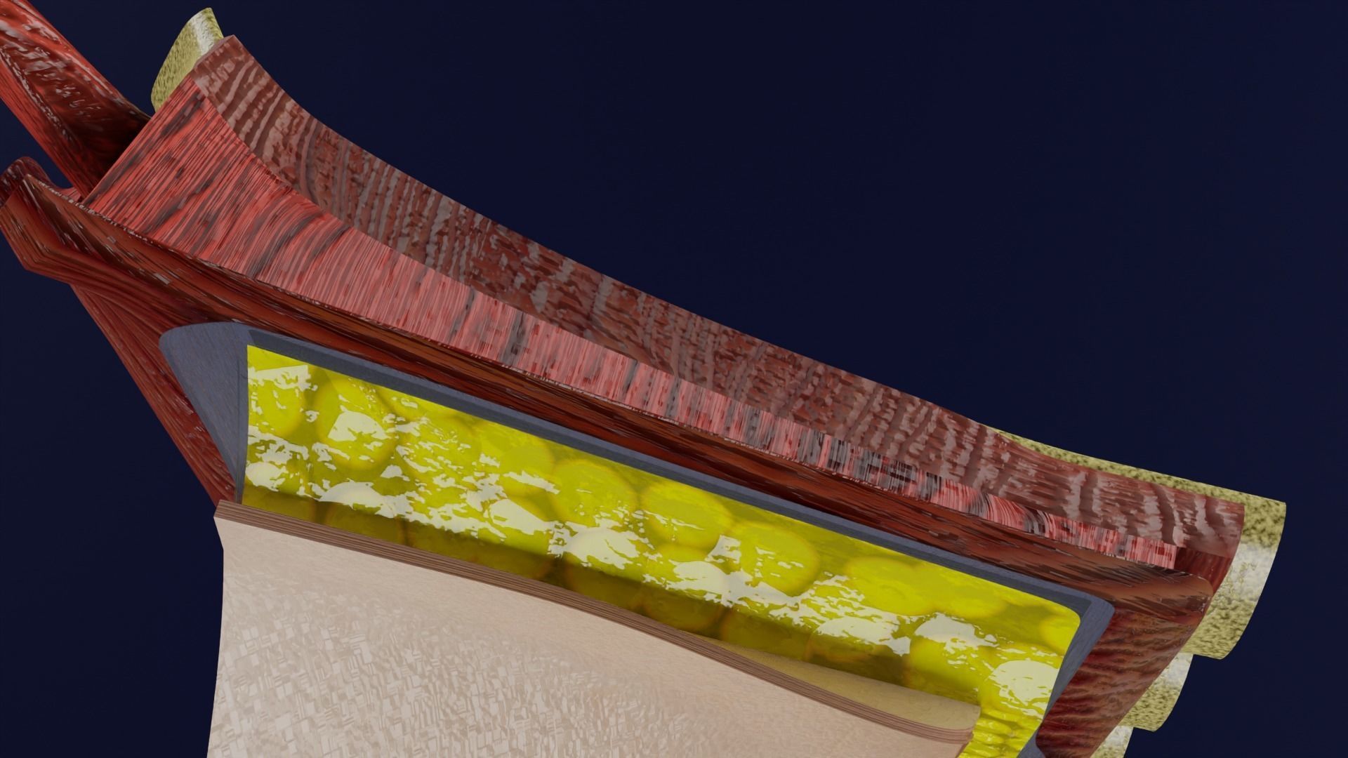 Breast anatomy histology detailed labelled precise to scale 3D model_16