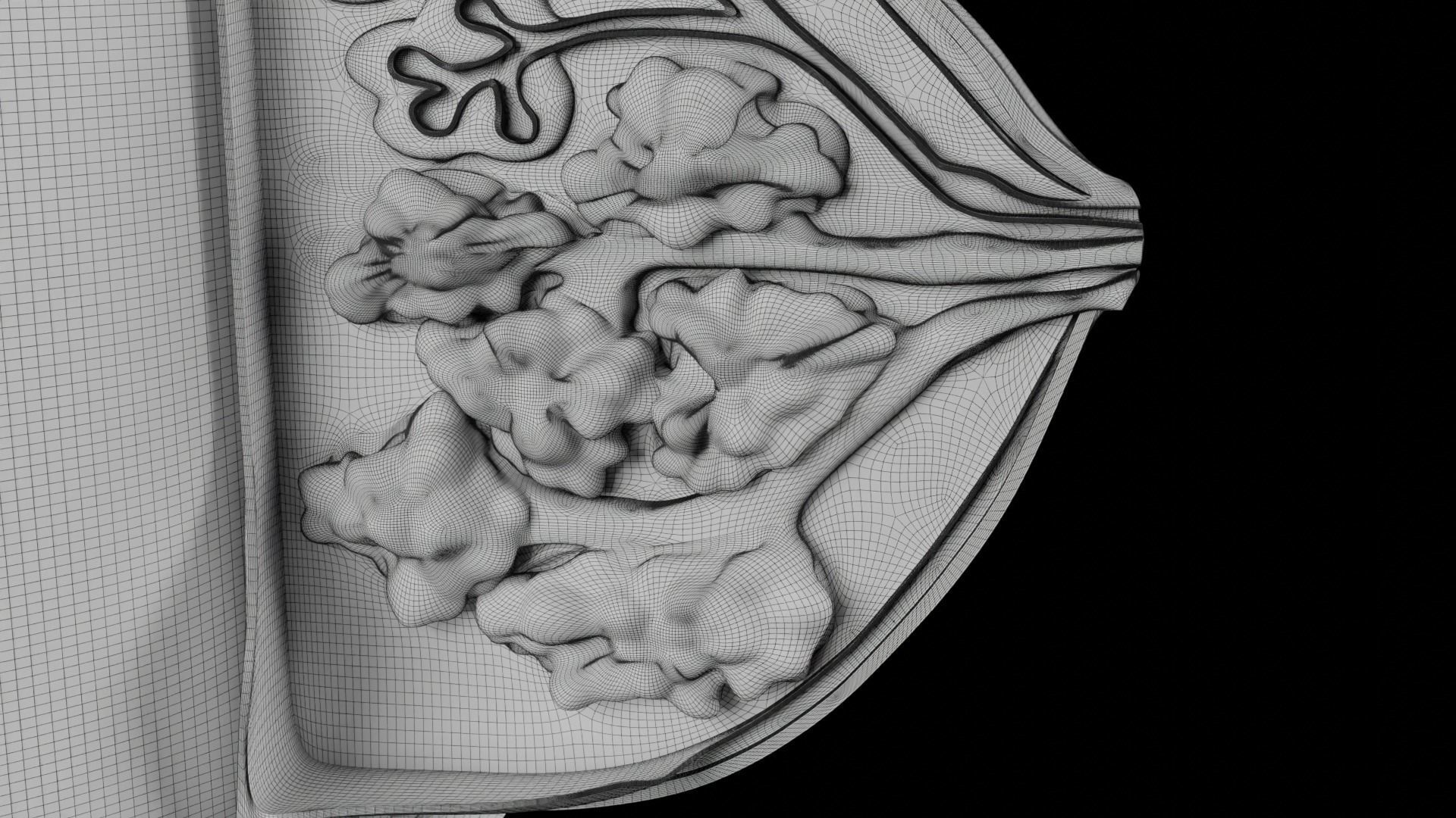 Breast anatomy histology detailed labelled precise to scale 3D model_39