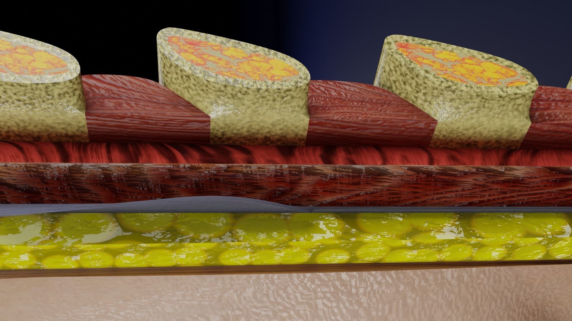 Breast anatomy histology detailed labelled precise to scale 3D model_19