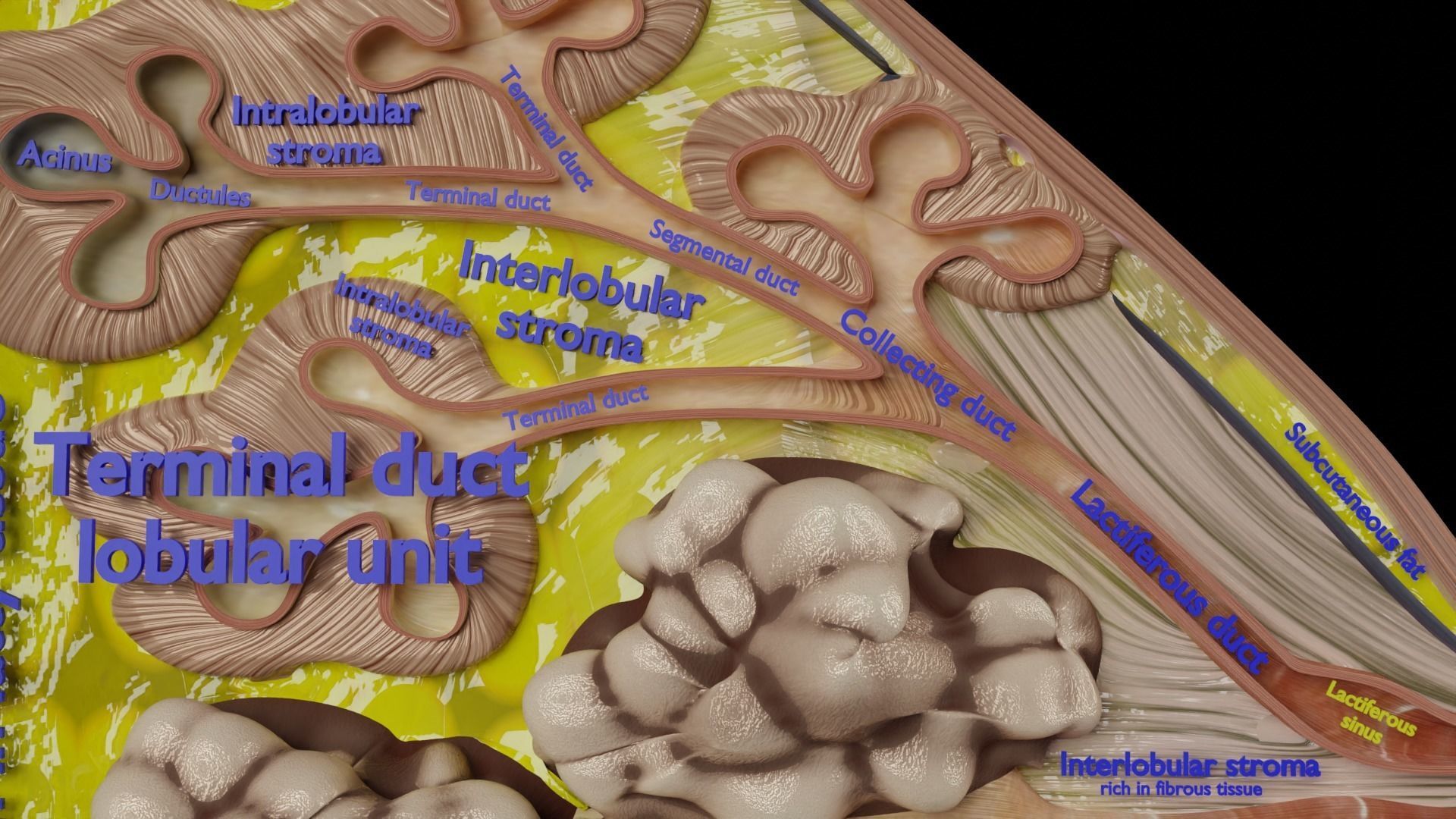 Breast anatomy histology detailed labelled precise to scale 3D model_6