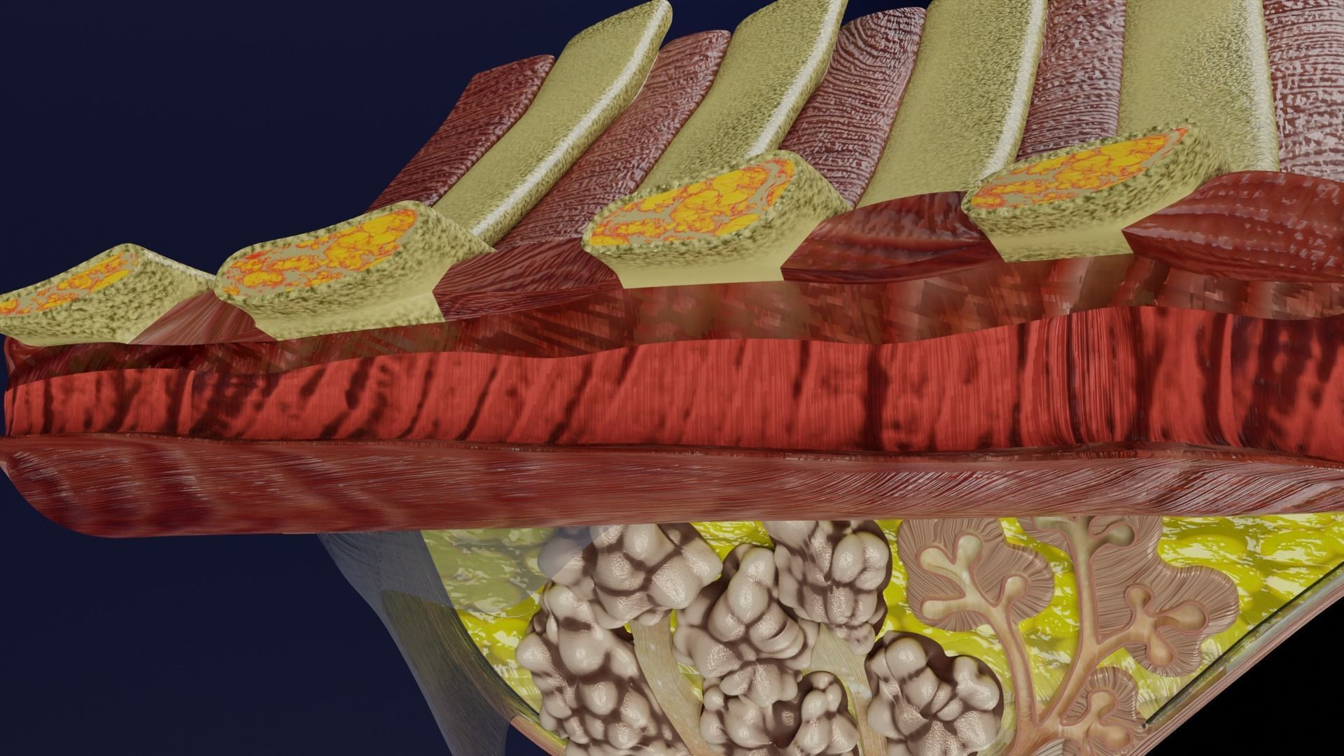Breast anatomy histology detailed labelled precise to scale 3D model_8