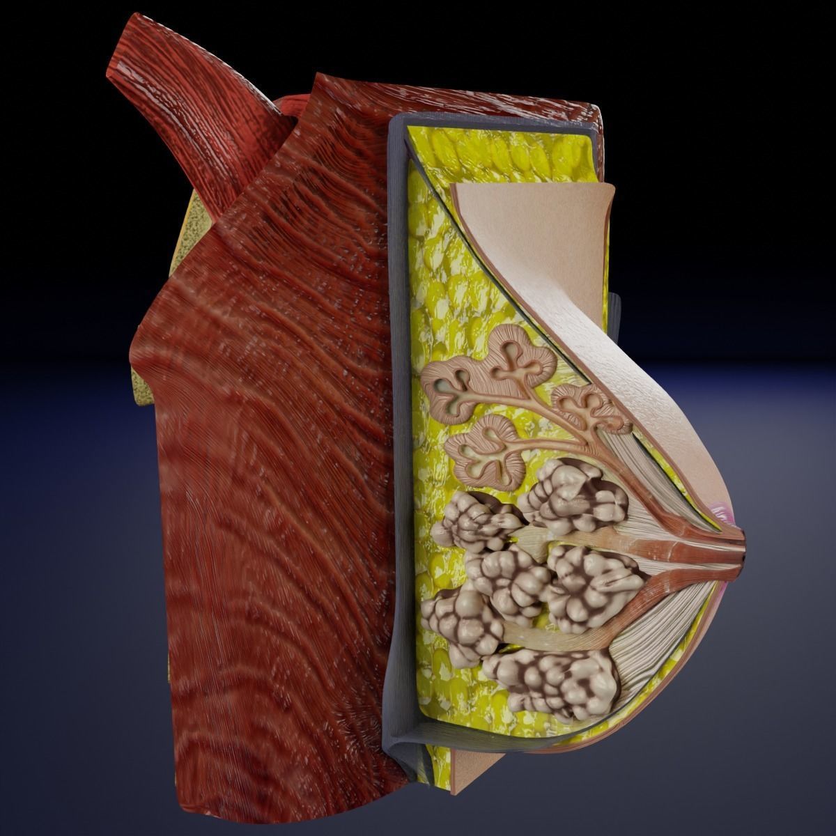 Breast anatomy histology detailed labelled precise to scale 3D model_15