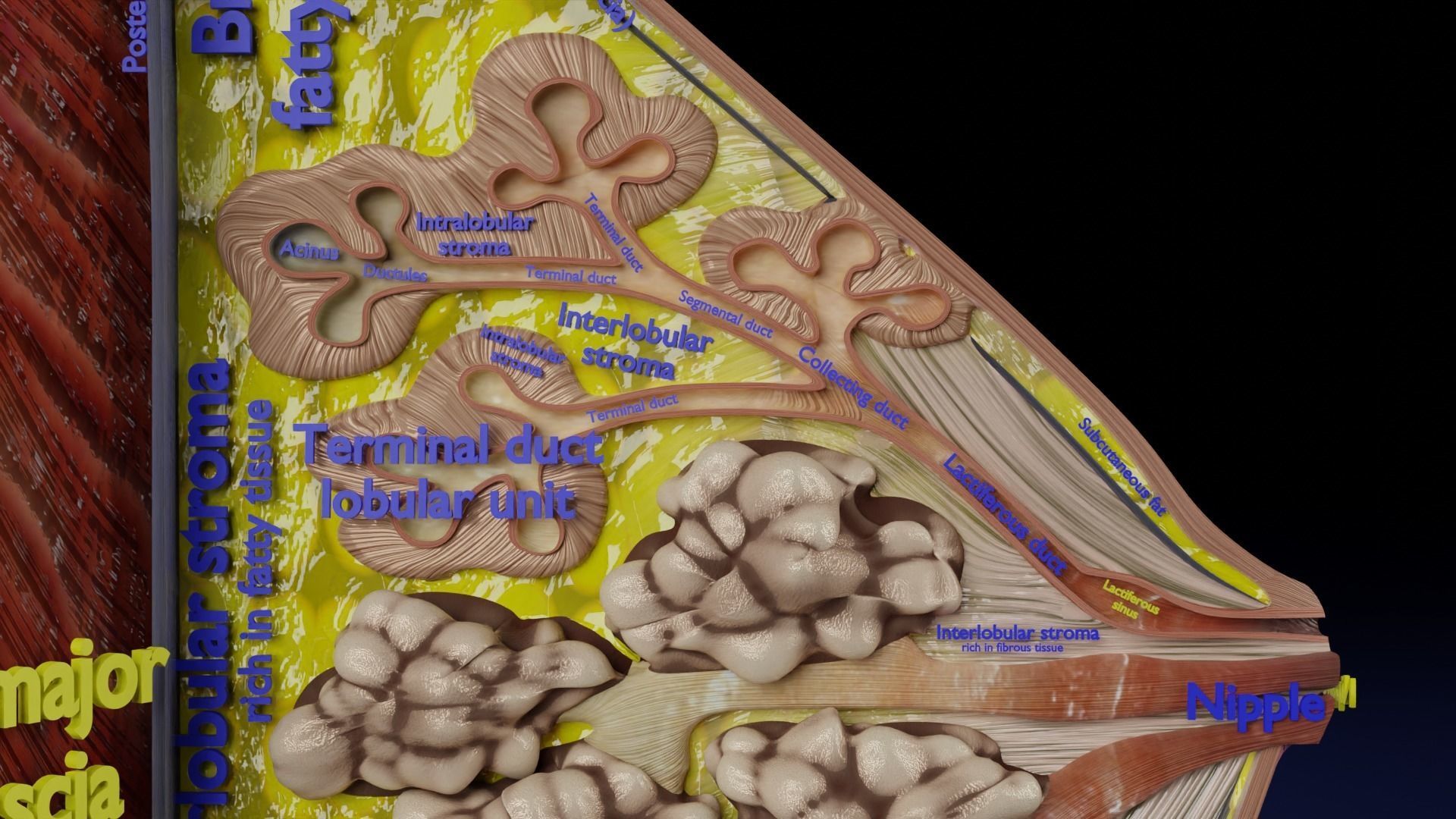 Breast anatomy histology detailed labelled precise to scale 3D model_14