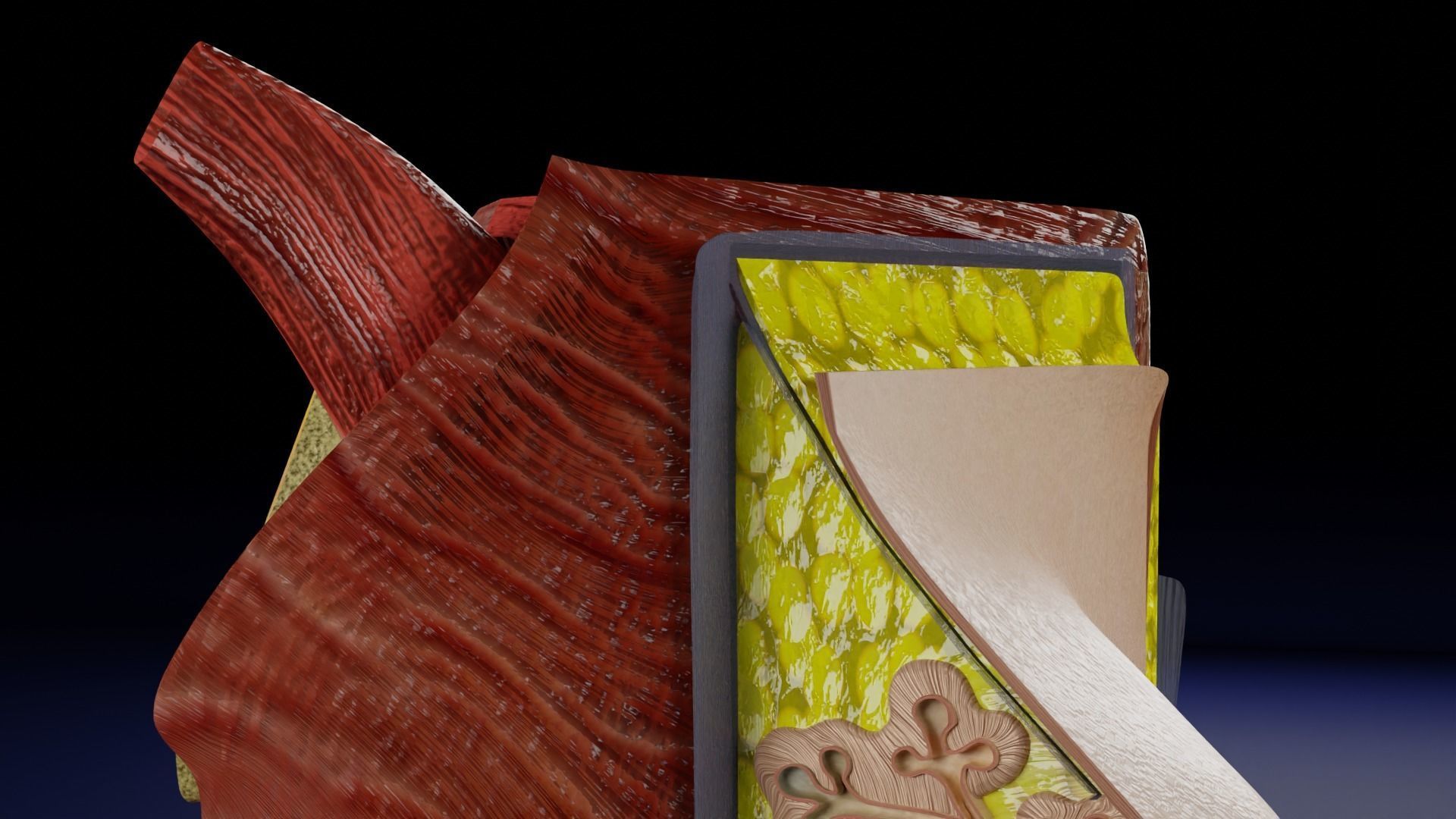 Breast anatomy histology detailed labelled precise to scale 3D model_11