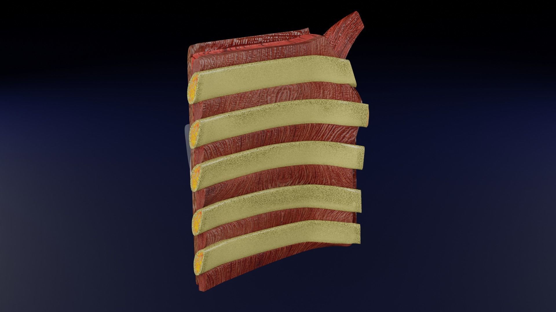 Breast anatomy histology detailed labelled precise to scale 3D model_25