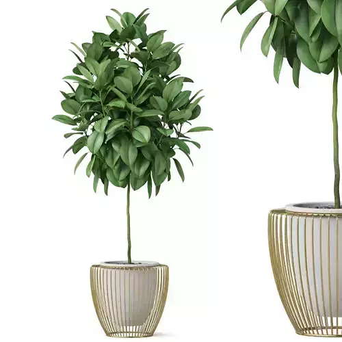 Plants collection 859 3D model