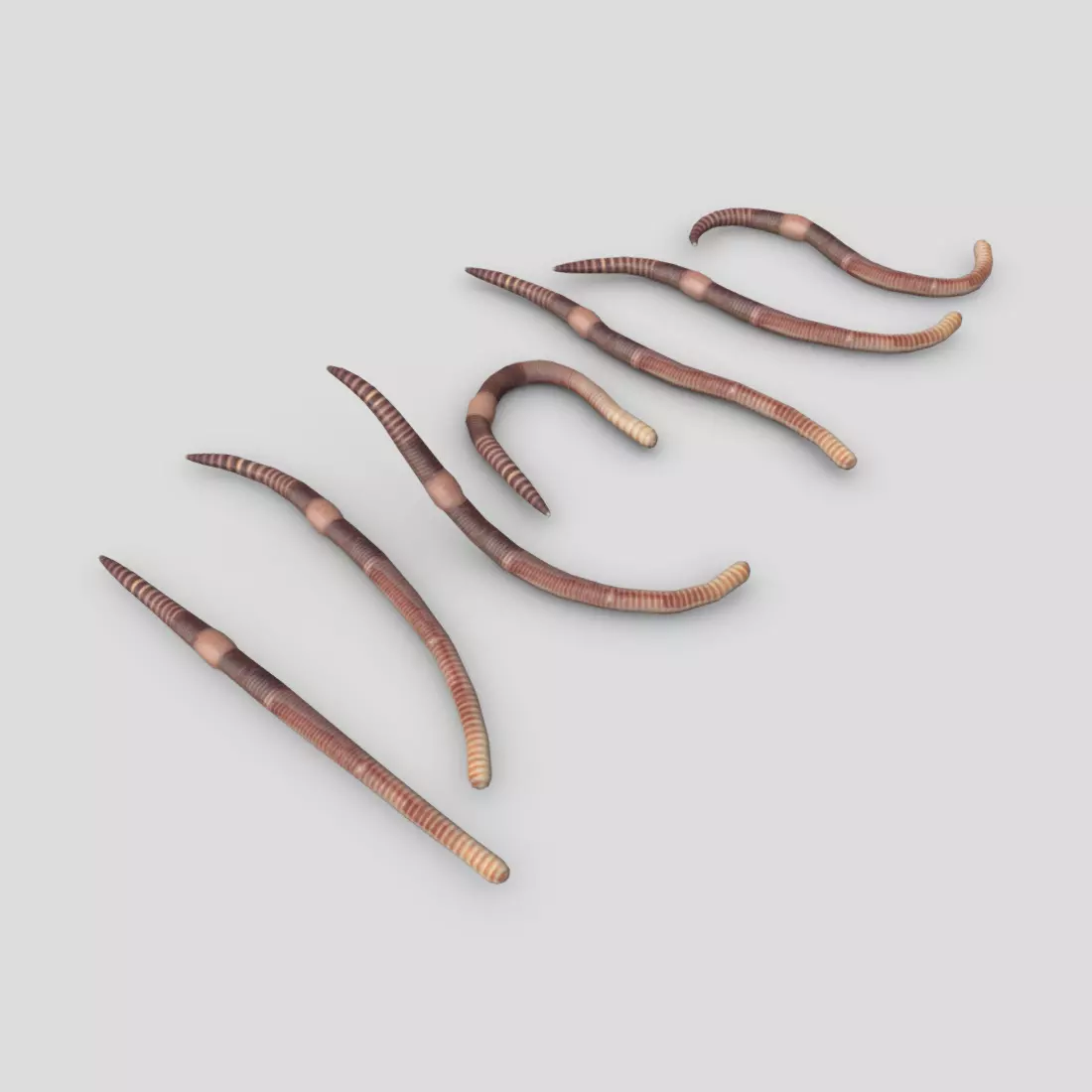 Earthworm set of wooden tusks Low-poly 3D model_0