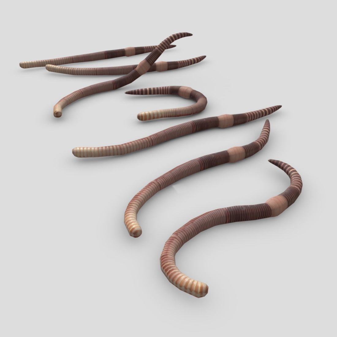 Earthworm set of wooden tusks Low-poly 3D model_5