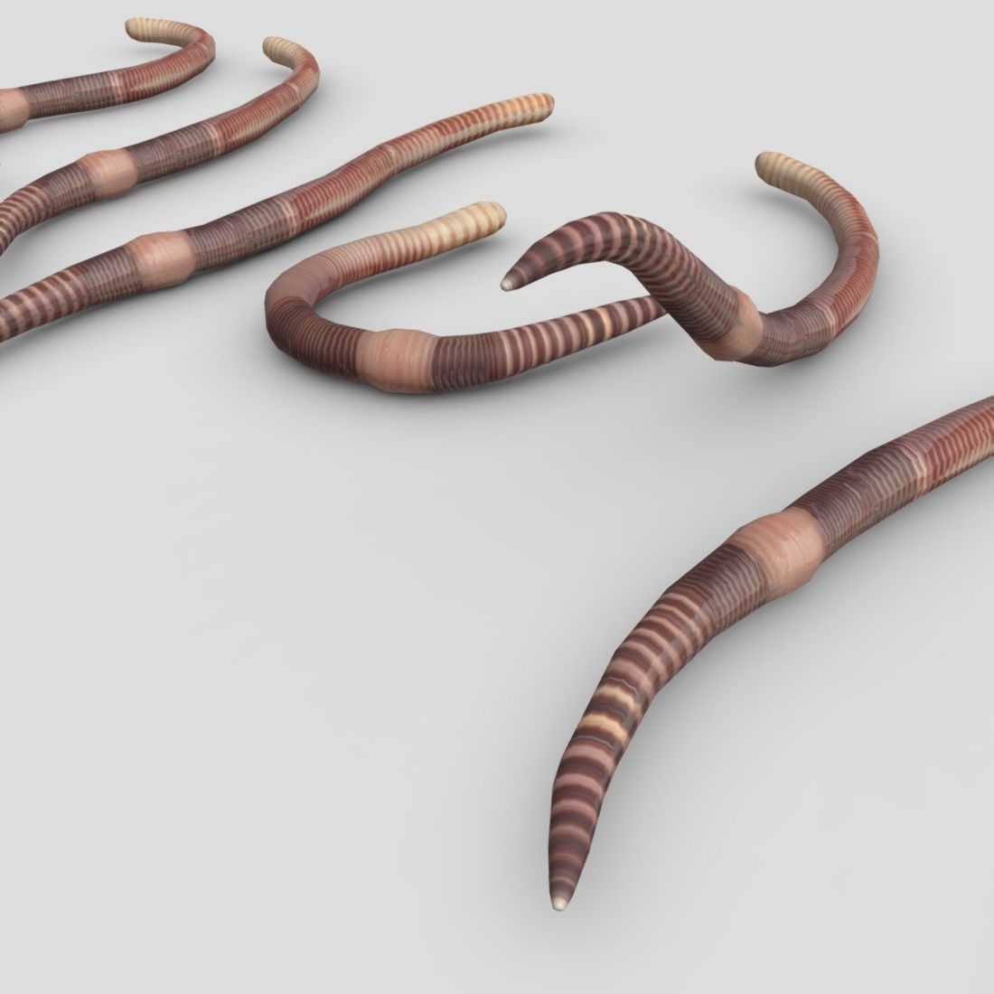 Earthworm set of wooden tusks Low-poly 3D model_13