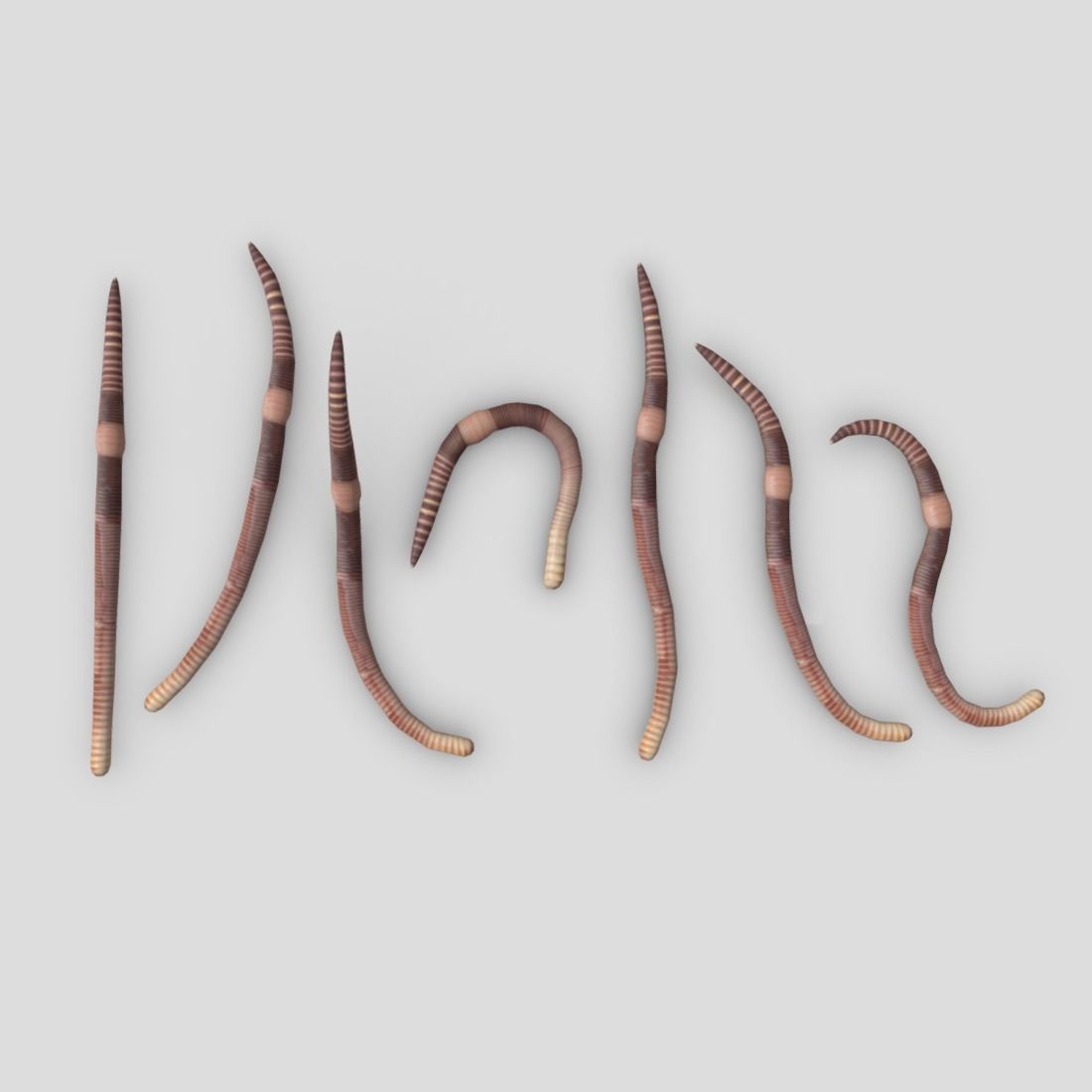 Earthworm set of wooden tusks Low-poly 3D model_3