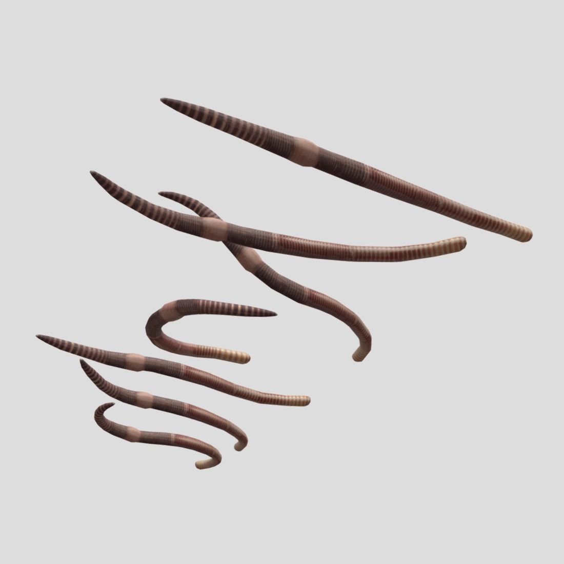 Earthworm set of wooden tusks Low-poly 3D model_7