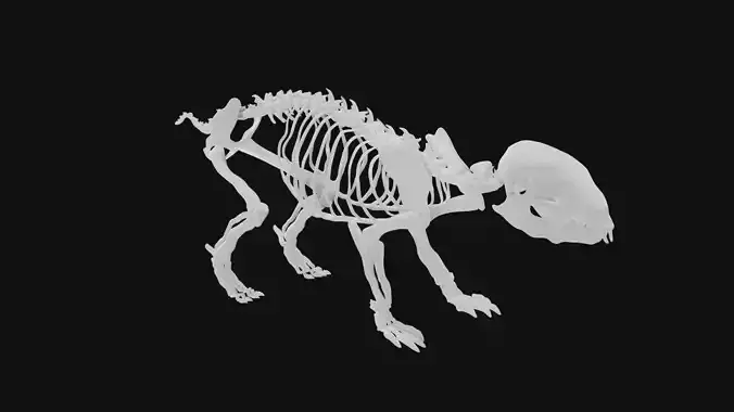 Hedgehog skeleton 3D model