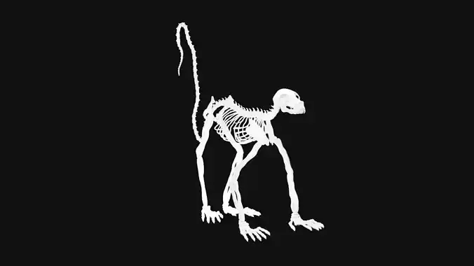Lemur skeleton