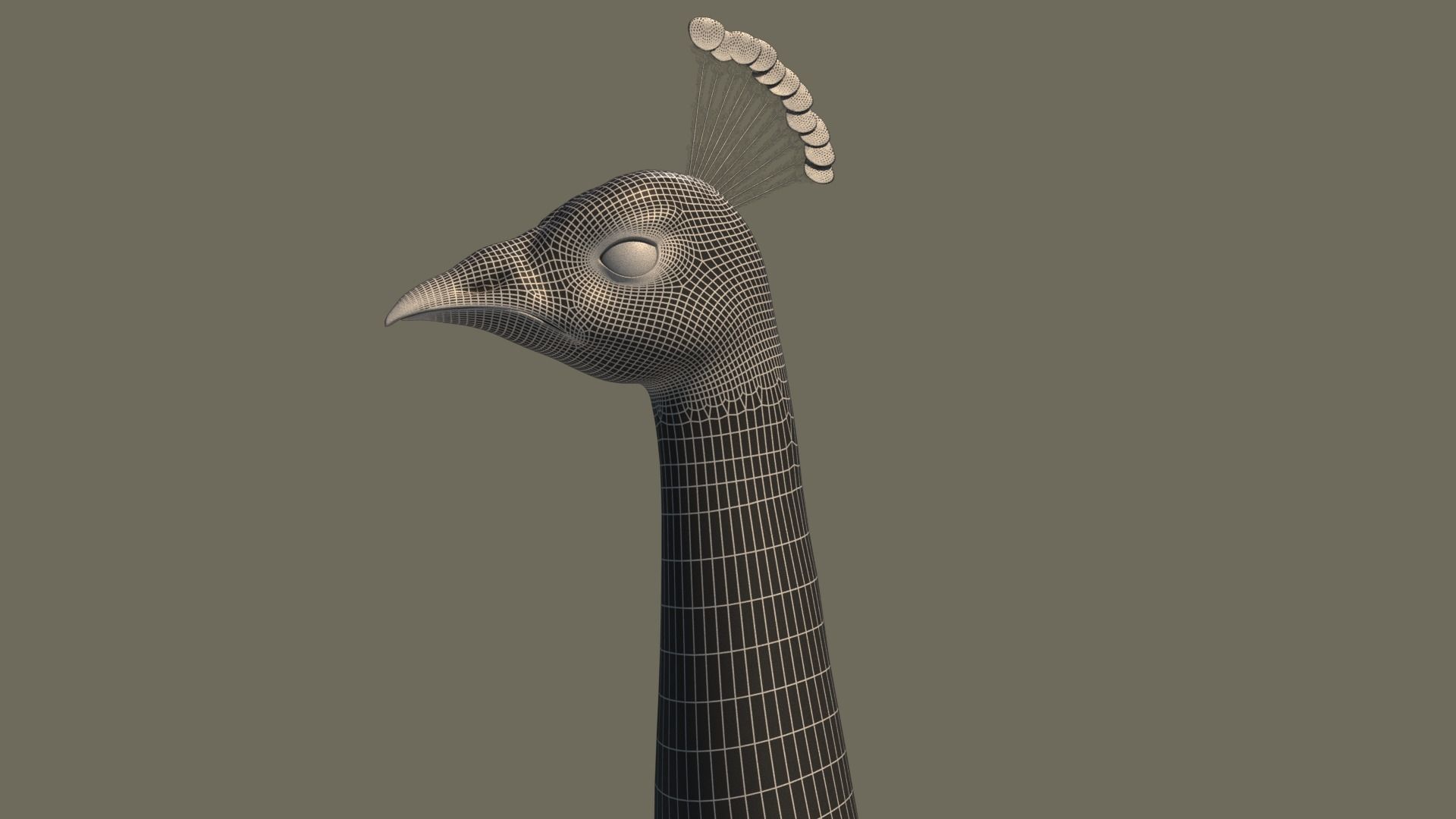 Peacock 3D model in flight 3D model_6