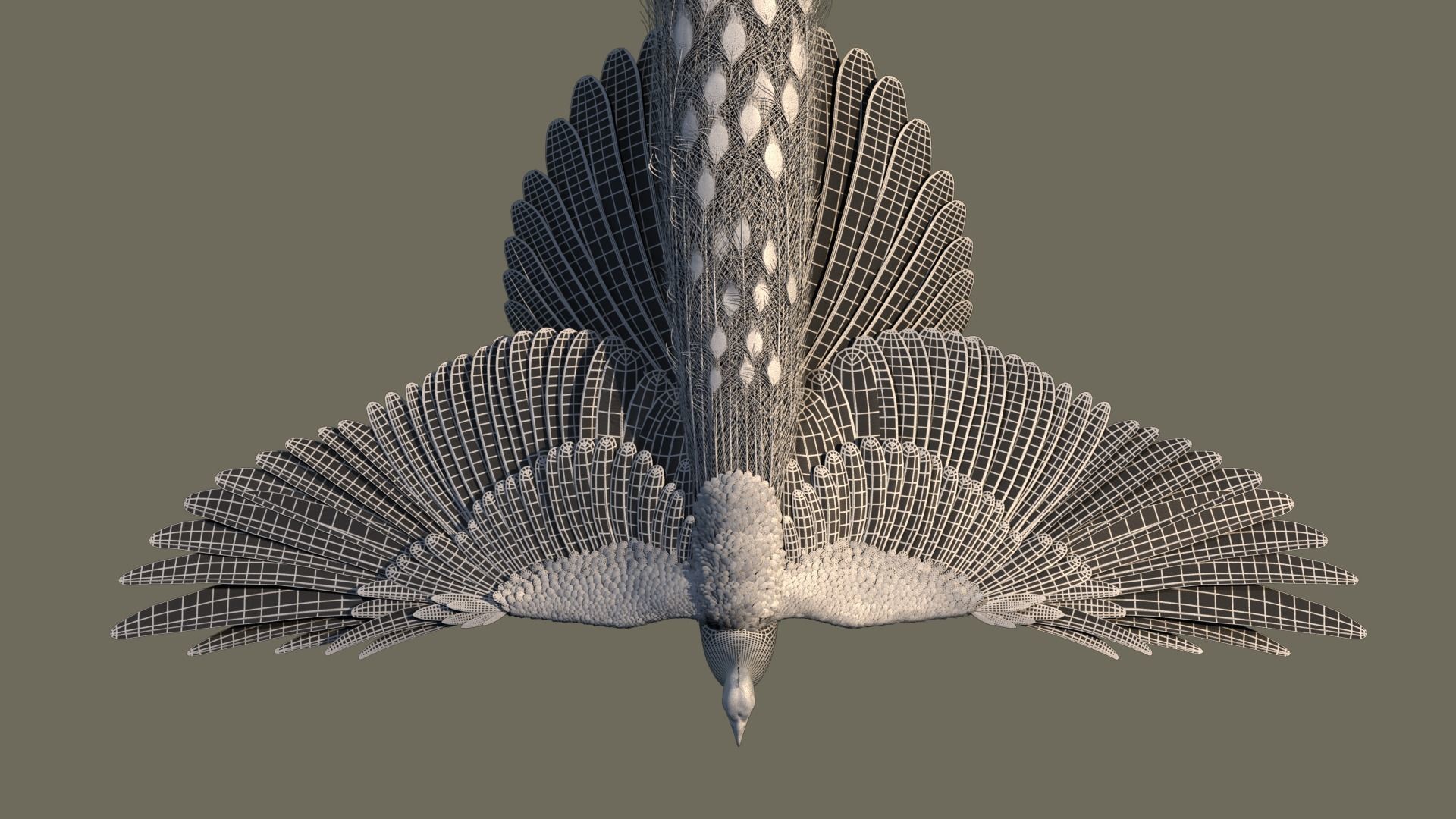 Peacock 3D model in flight 3D model_4