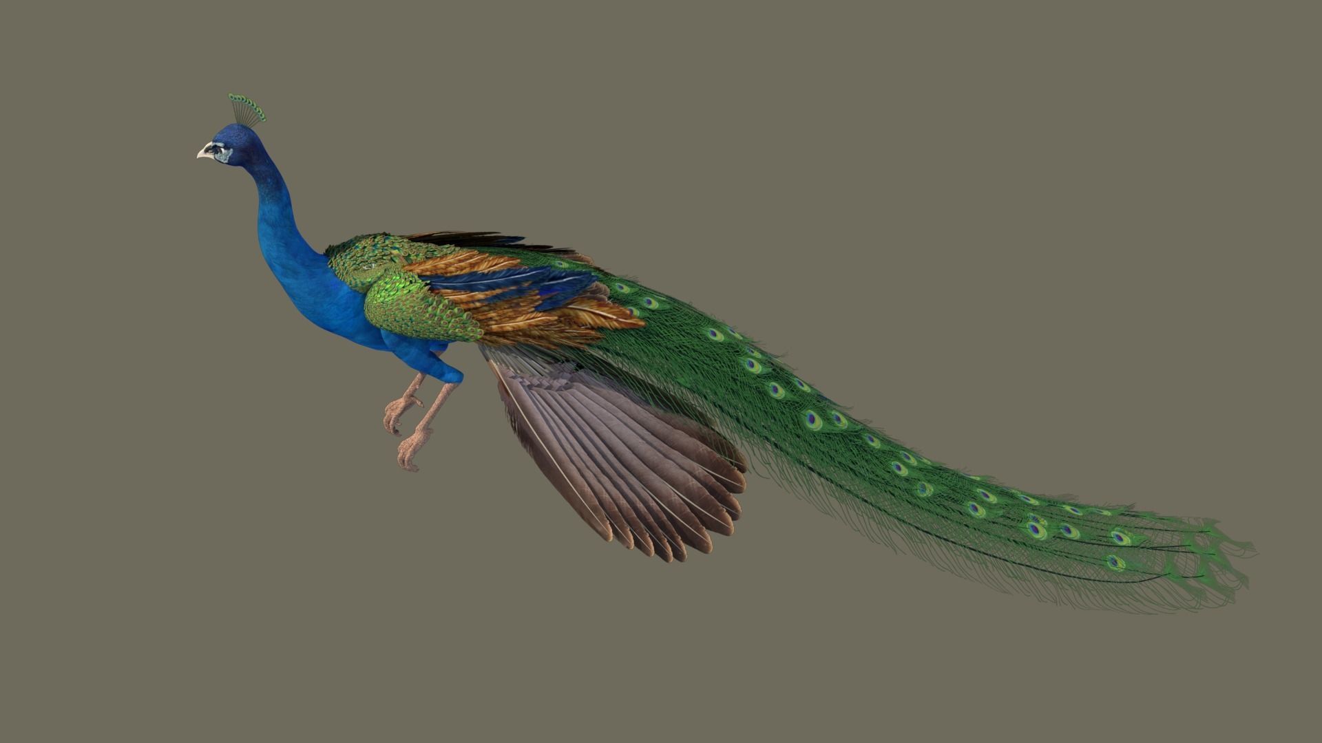Peacock 3D model in flight 3D model_8