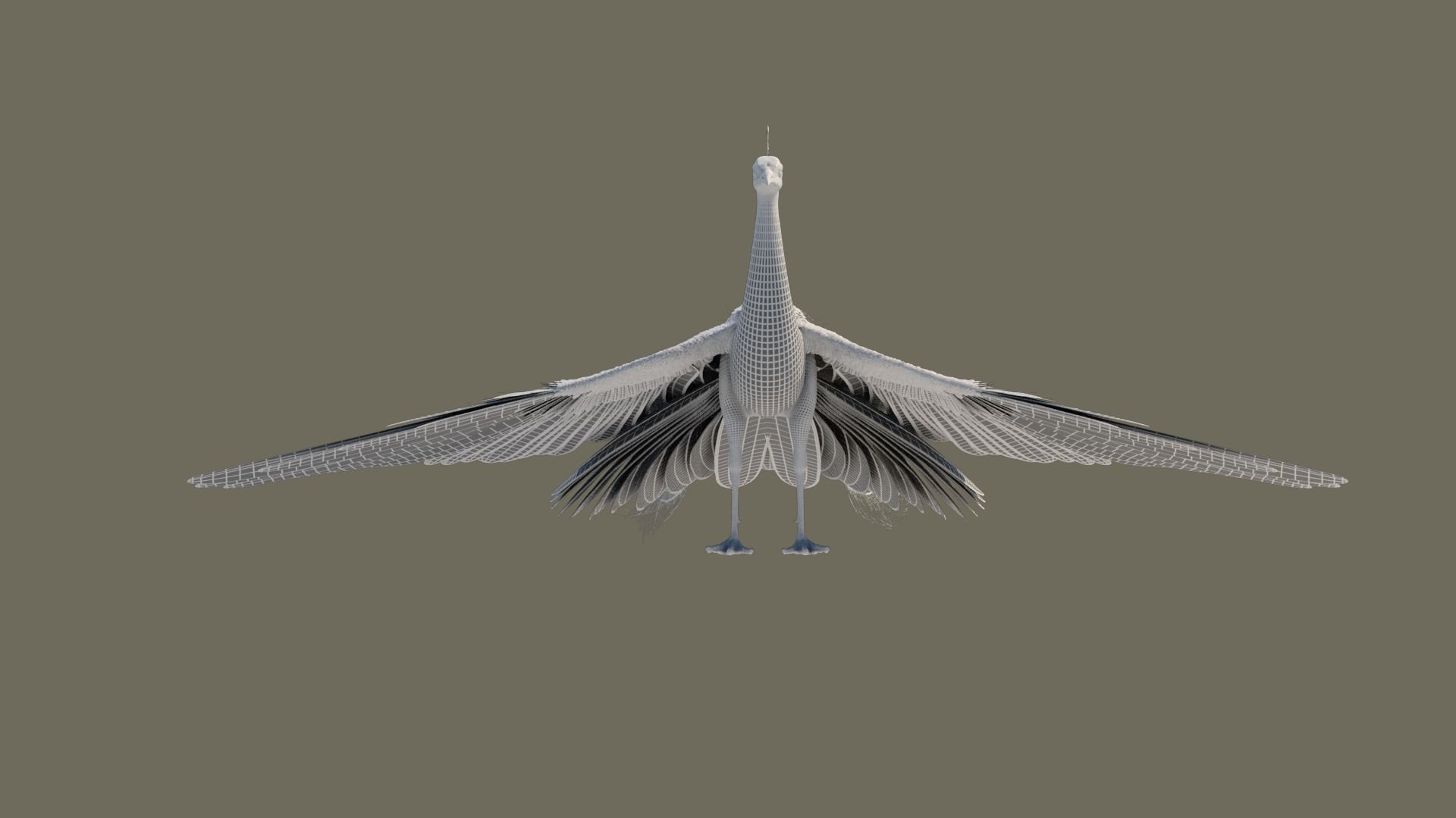 Peacock 3D model in flight 3D model_9