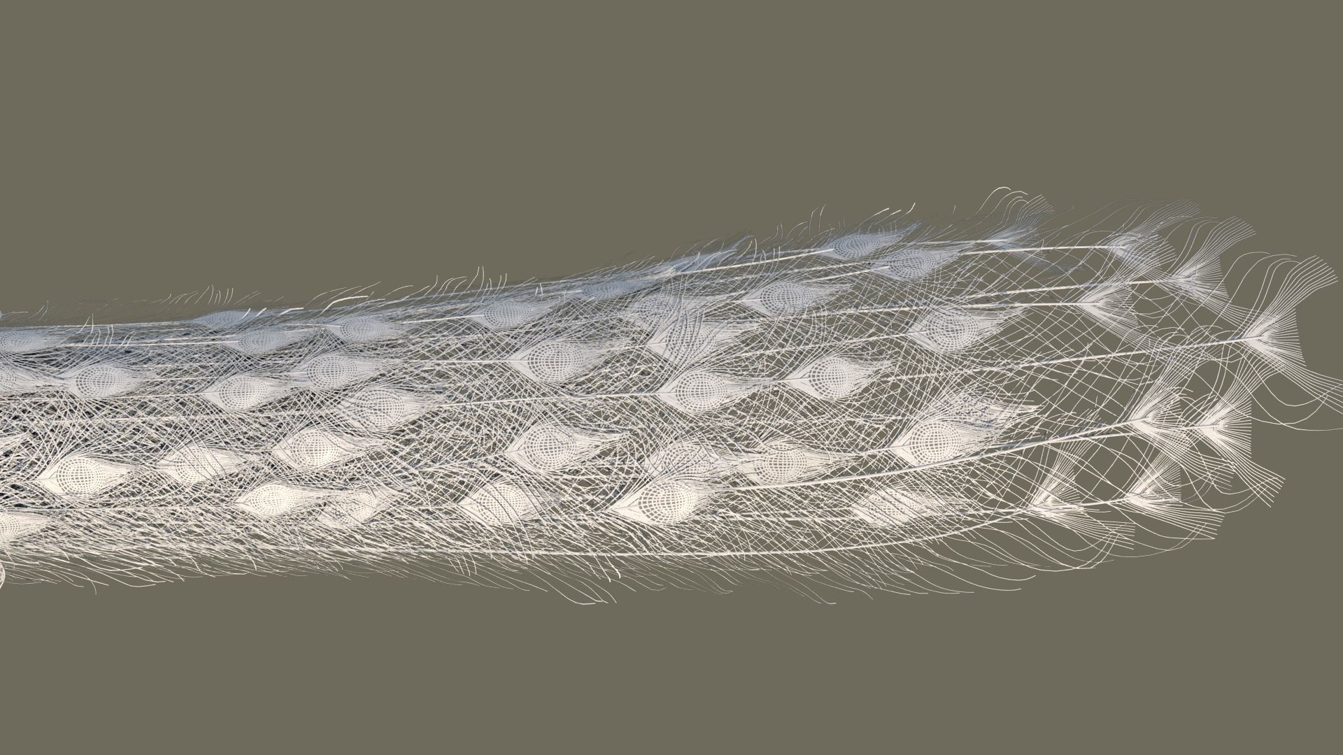 Peacock 3D model in flight 3D model_12