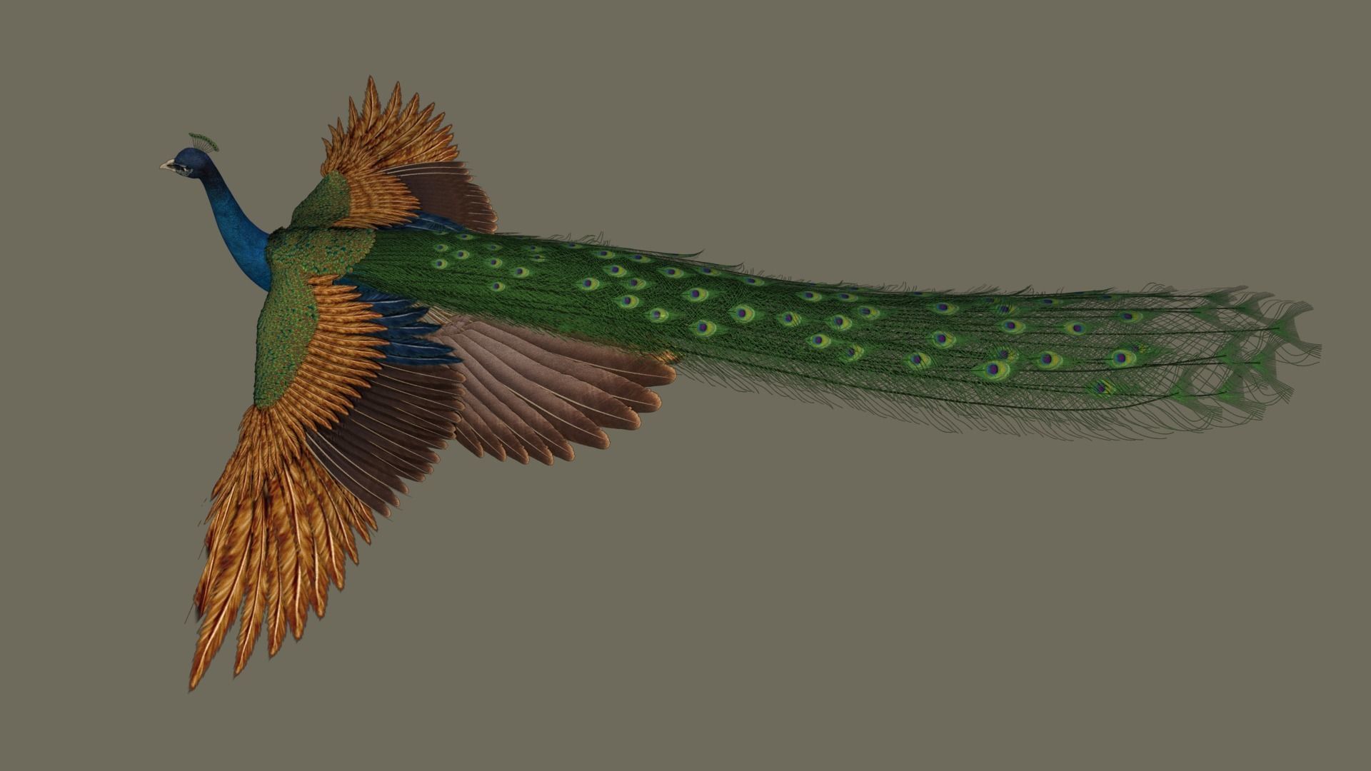 Peacock 3D model in flight 3D model_7