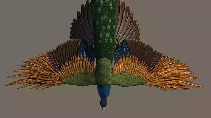 Peacock 3D model in flight 3D model