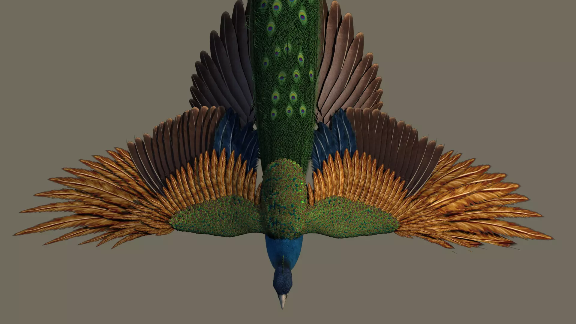 Peacock 3D model in flight 3D model_0
