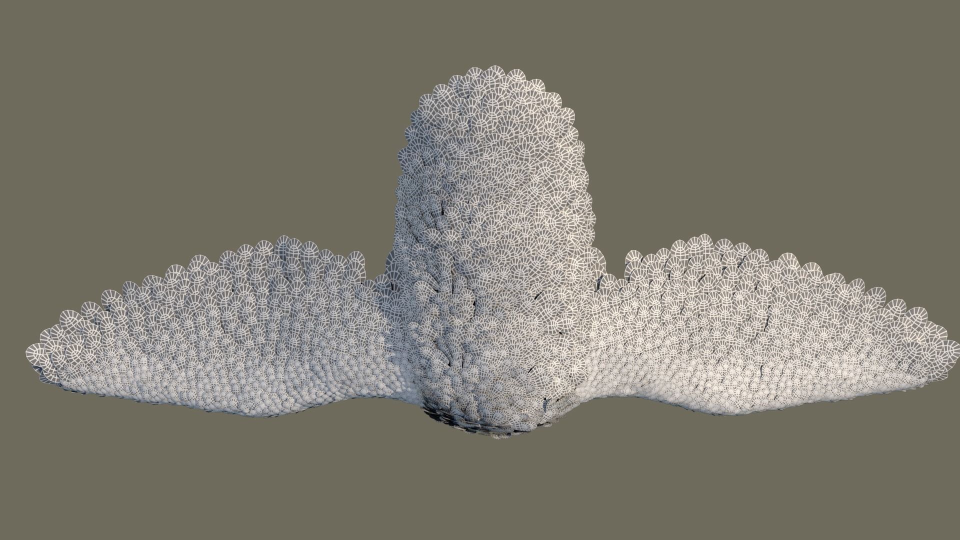 Peacock 3D model in flight 3D model_10