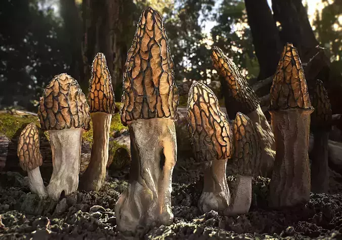 Forest Mushrooms - Morel Conical