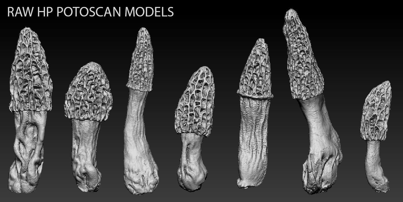 Forest Mushrooms - Morel Conical Low-poly 3D model_4