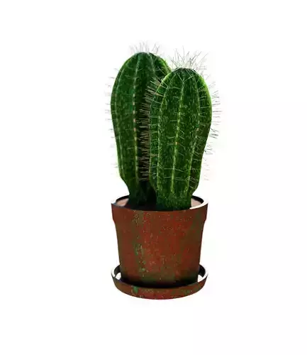 Potted Cactus Plant