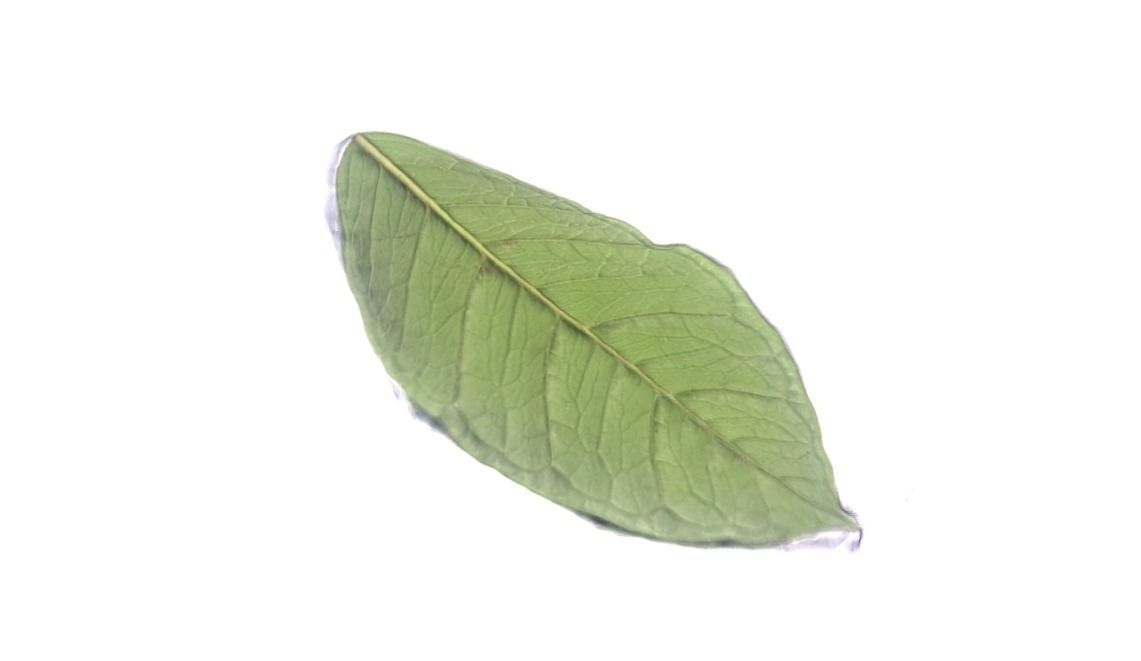 Green Leaf 1 3D Scan 3D model_1