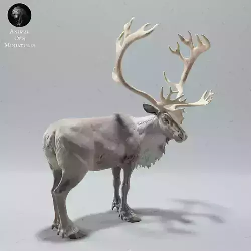 Reindeer - Caribou Bull