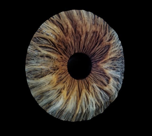 Human Eye Low-poly 3D model_8