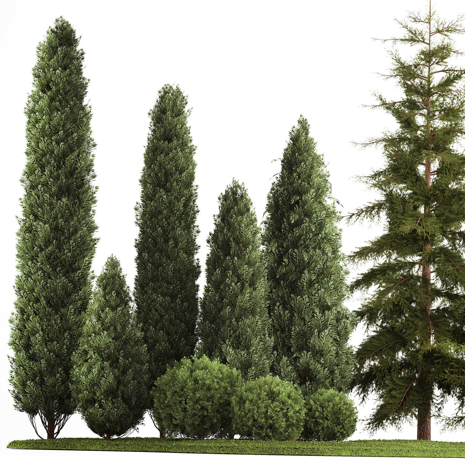 Garden of thuja and cypress trees with bushes 1155 3D model_4