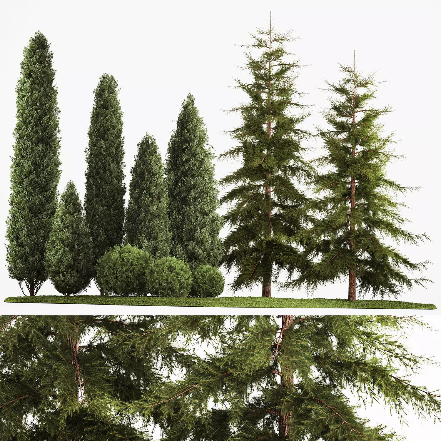 Garden of thuja and cypress trees with bushes 1155 3D model_0
