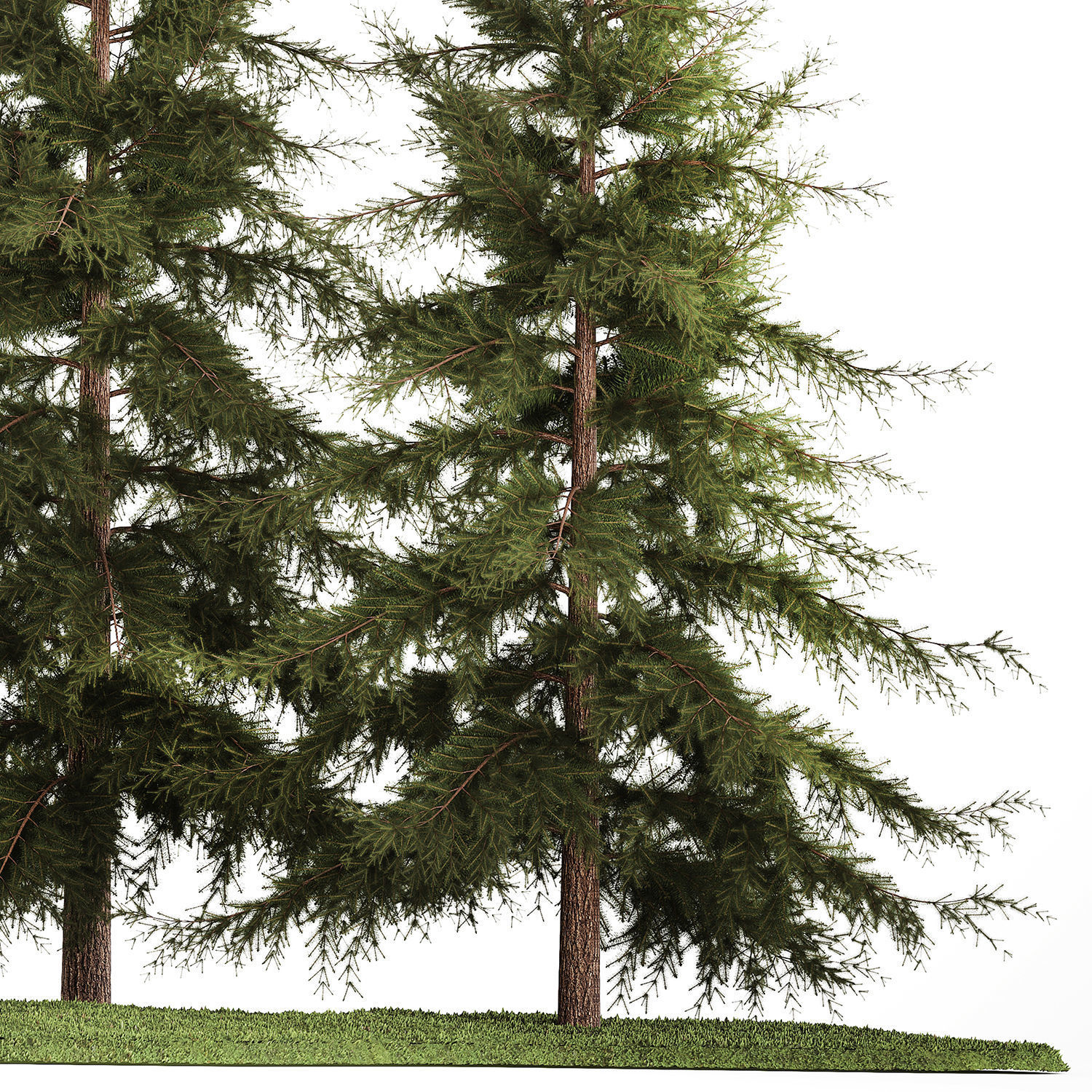 Garden of thuja and cypress trees with bushes 1155 3D model_5